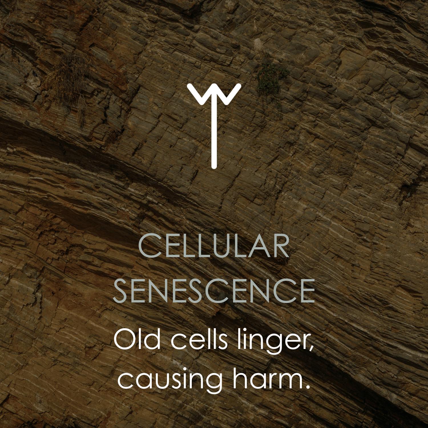Cellular Senescence